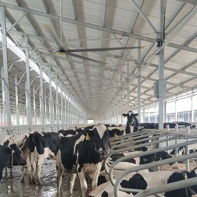 Καλή τιμή. 6.1m 20FT Βιομηχανικός ανεμιστήρας οροφής με 6Pcs Άλουμινίου Μαγνησίου κράμα λεπίδες και ανθεκτικό σε απευθείας σύνδεση